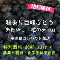 おためし種あり巨峰ぶどう約1ｋｇ【特別栽培】福島市のサムネイル