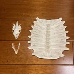 カメ スッポン 骨格標本 頭骨 甲羅 セット 理科 - メルカリ