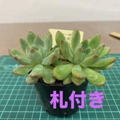 花小町 札付き 抜き苗 - メルカリ