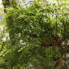 アジアンタムのサムネイル