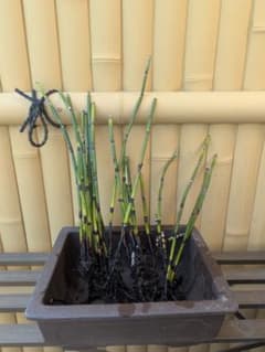 トクサ 抜き苗 20本（20本以上） 観葉植物 庭植え 水生植物メダカのサムネイル
