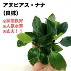◆特◆アヌビアス・ナナ（良株）1個　アクアリウム 通常¥1580円→特価のサムネイル