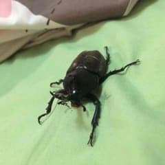 ローレン様専用のサムネイル
