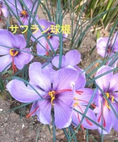 サフラン球根 小球15球のサムネイル