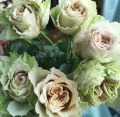 バラ苗(小さめ)切り花種　◯ 宅急便60サイズで発送いたしますのサムネイル