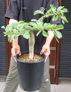 【現品】セサモタムナス・ブッセヌス　8号　D7番 現品】セサモタムナス・ブッセヌス 8号 D7番 - メルカリ