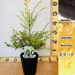 4年生花芽つきフィンガーライム接木苗／ムーンドロップス　樹高60cm 現品撮影 4年生花芽つきフィンガーライム接木苗／ムーンドロップス 樹高60cm