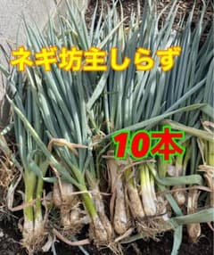 タイムセール　簡単　栽培　家庭菜園　ネギ　坊主しらず 10本セットのサムネイル