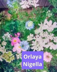 ♥オルレア種250粒以上ニゲラ種100粒以上 】 種オルラヤ8年6月採種花の