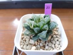 ハオルチア 粉黛錦 22のサムネイル