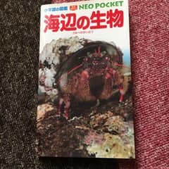 海辺の生物のサムネイル