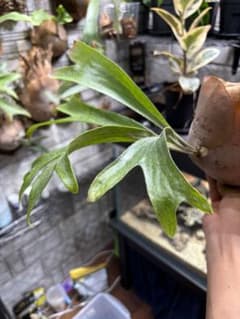 マセラティ　ビカクシダ　M 極美品 P. 'Maserati' ビカクシダ 'マセラティ' | vandaka plants