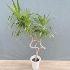 現品］【希少】25番 ドラセナ ナビー 龍 6号 観葉植物 大型 室内 レア