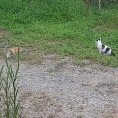 ちょけ様専用のサムネイル