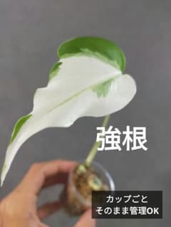 a16】発根確認済！斑入りモンステラ ホワイトタイガー カップごと 成長