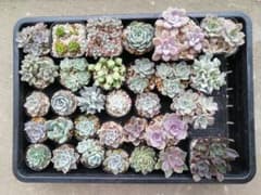 多肉植物セット 多肉セット 宅急便コンパクトのサムネイル