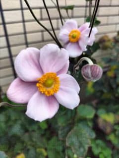 秋明菊のサムネイル