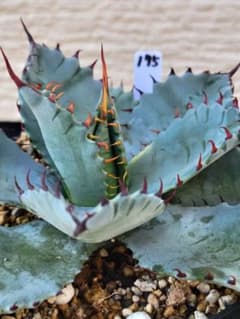 No.175】アガベ ラプター ハイブリッド - メルカリ