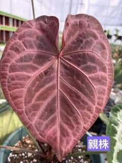 Anthurium SKG Pink Lemonade - メルカリ