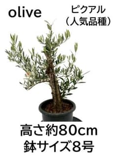 オリーブの木 古木 ピクアル 8号 約80cm NO.830 人気品種 現品掲載