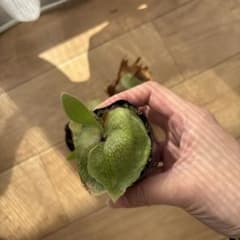 ビカクシダ ライディーン　小苗　P. Rydeenのサムネイル