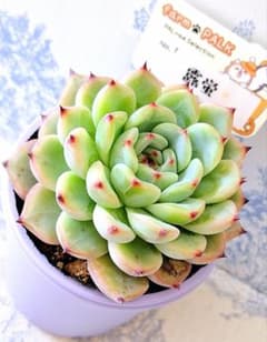 露蛍 札付きポットごとメルカリ便ファームパルクさん苗 - メルカリ