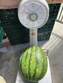 大きめ スイカ 約8キロkgのサムネイル