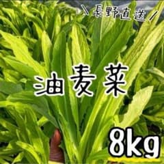 油麦菜/A菜/長野県産/約8kg入/業務用のサムネイル