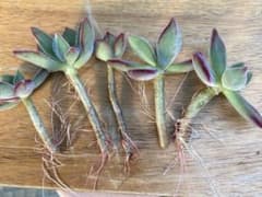 発根済み「ハムシー」5本多肉植物 エケベリア属のサムネイル