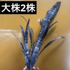 ビルベルギア　ダースベイダーのサムネイル