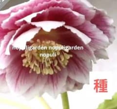 セール！クリスマスローズ 種 広瀬園芸 ソレイユ 種販売終了間近