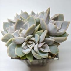 多肉植物 白牡丹×リラシナ実生群生 抜き苗 - メルカリ