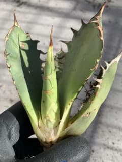 H5多肉植物アガベ　チタノタ白鯨1株のサムネイル