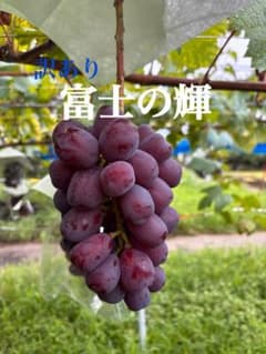 訳あり　山梨県産富士の輝のサムネイル