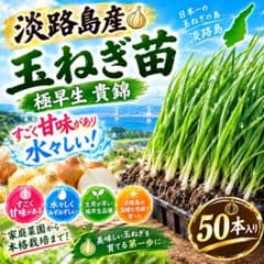 淡路島産玉ねぎ苗極早生貴錦100本のサムネイル