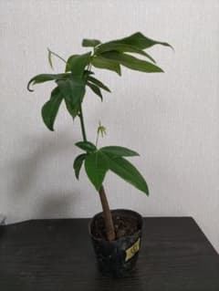 パキラ　実生　ふたまた　抜き苗　観葉植物　金運アップのサムネイル
