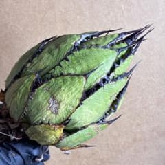 か*る様 728 アガベ チタノタ ホリダ 極上鋸歯 陽炎狂棘 極上株 極特選品 943 アガベ チタノタ ホリダ 極上鋸歯 陽炎狂棘 極上株 極特選品