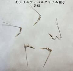 モンソニア ペニクリナム　種子5粒のサムネイル