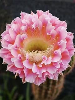 雲羽 新品種 花サボテン エキノプシス属 大輪咲き カキコ 大きめ