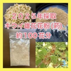 3.キウイの花粉(雄花の葯) [約100花数分] 2025年採取 - メルカリ