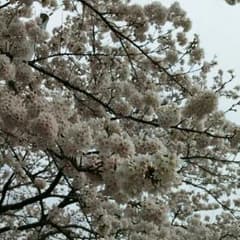 代金返金のサムネイル