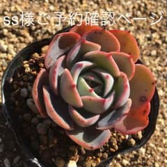 *多肉植物*　エケベリア　プミラ×キャッシーズ　抜き苗のサムネイル
