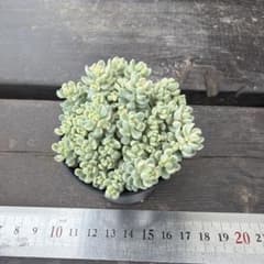 アイシクルミントのサムネイル