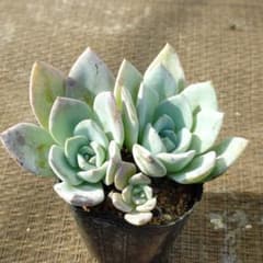 ラウイ×ピネトルム 多肉植物抜き苗うに - メルカリ