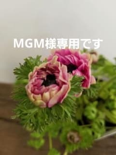 アネモネ苗ポルトダブル湯布院コレクションのサムネイル