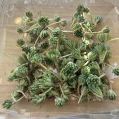 多肉 ウィンクレリー カット苗 60個以上 - メルカリ