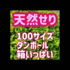 【限定一箱】　湧き水育ち　天然野せり　5キロ目安　みかん箱いっぱい　訳あり 5キロ 山口県近隣の方のみ 常温 訳あり野せり みかん箱いっぱい 天然