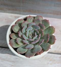 ハルビンゲリサンチェスメヨラダエ×ラウレンシス☆①☆実生苗☆交配苗☆多肉植物☆のサムネイル