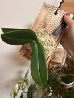 胡蝶蘭　板付　着生植物のサムネイル