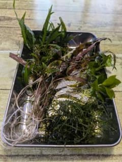 陰性水草セットのサムネイル